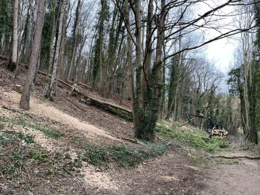 A woodland scene with trees, a clearing, and a distant group of people in the background.